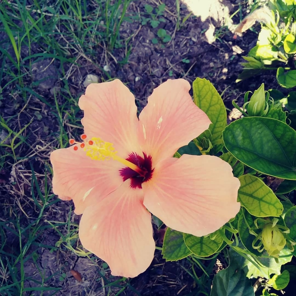 Meet your Posher, Crystal